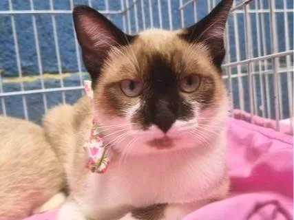 Gato ra a SRD-ViraLata idade 2 a 6 meses nome JANETE MIX