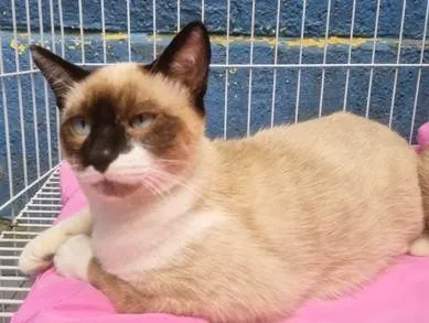 Gato ra a SRD-ViraLata idade 2 a 6 meses nome JAIR MIX