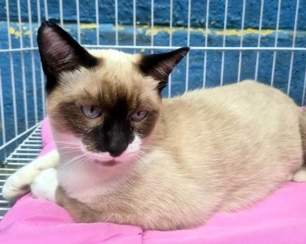 Gato ra a SRD-ViraLata idade 2 a 6 meses nome JAIR MIX