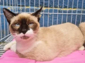 Gato raça SRD-ViraLata idade 2 a 6 meses nome JAIR MIX
