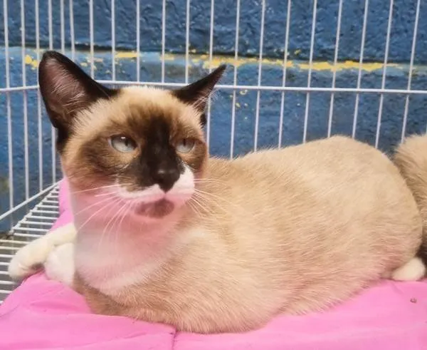 Gato ra a SRD-ViraLata idade 2 a 6 meses nome JAIR MIX