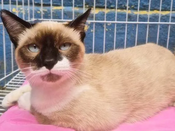 Gato ra a SRD-ViraLata idade 2 a 6 meses nome JAIR MIX
