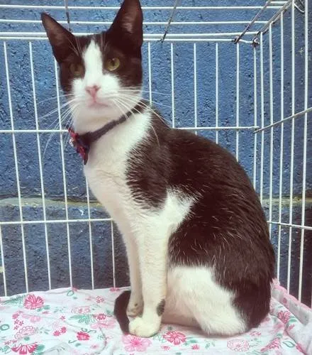 Gato ra a SRD-ViraLata idade 2 a 6 meses nome TEOBALDO FRAJOLA