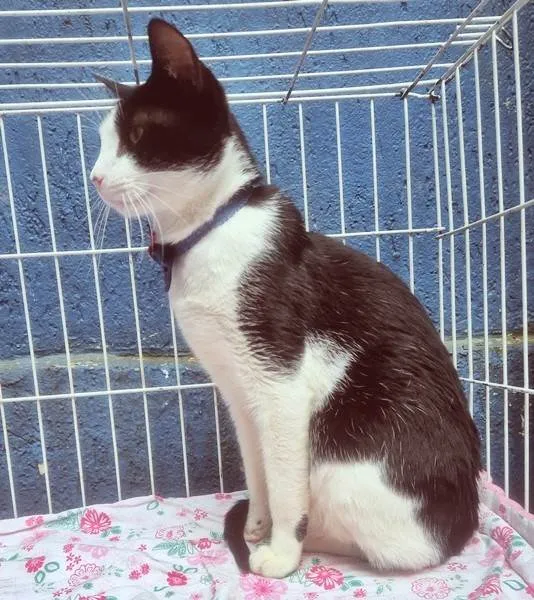 Gato ra a SRD-ViraLata idade 2 a 6 meses nome TEOBALDO FRAJOLA