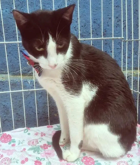 Gato ra a SRD-ViraLata idade 2 a 6 meses nome TEOBALDO FRAJOLA