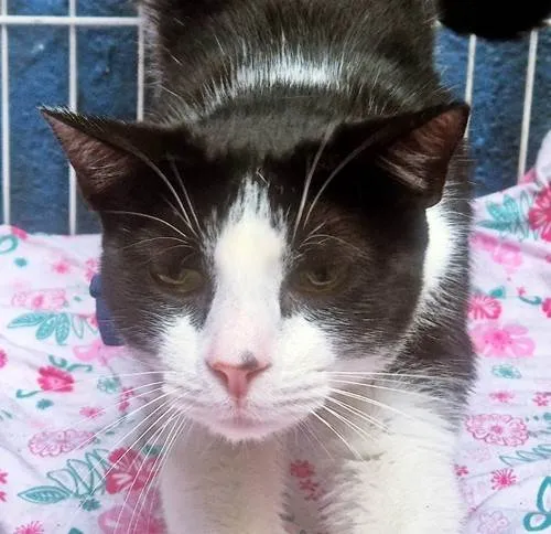Gato ra a SRD-ViraLata idade 2 a 6 meses nome TEOBALDO FRAJOLA