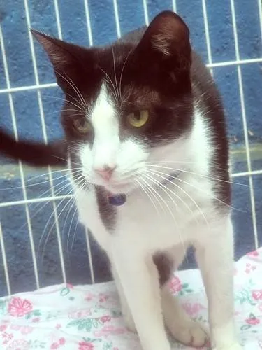Gato ra a SRD-ViraLata idade 2 a 6 meses nome TEOBALDO FRAJOLA