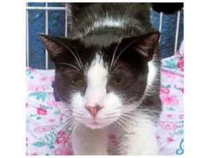 Gato raça SRD-ViraLata idade 2 a 6 meses nome TEOBALDO FRAJOLA