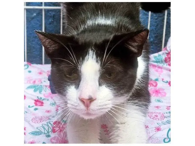 Gato ra a SRD-ViraLata idade 2 a 6 meses nome TEOBALDO FRAJOLA