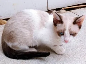 Gato raça SRD-ViraLata idade 2 a 6 meses nome FÁTIMA MIX