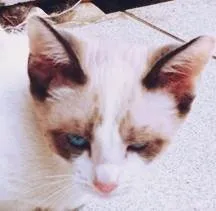 Gato ra a SRD-ViraLata idade 2 a 6 meses nome FÁTIMA MIX