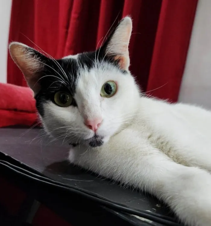 Gato ra a SRD-ViraLata idade 5 anos nome rony