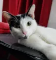 rony