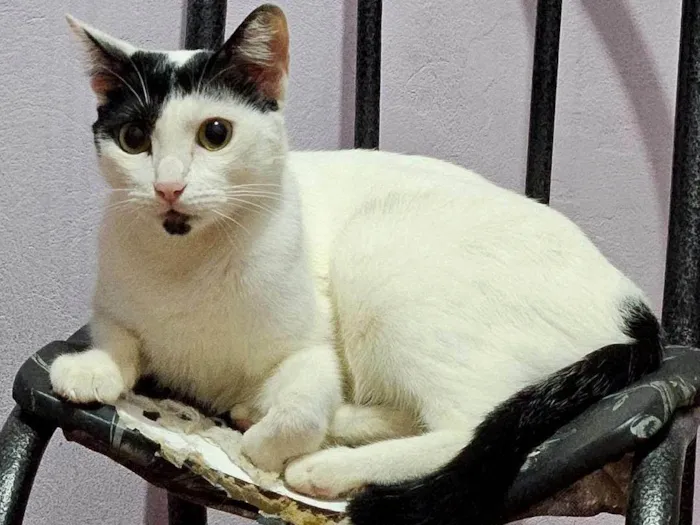 Gato ra a SRD-ViraLata idade 5 anos nome rony