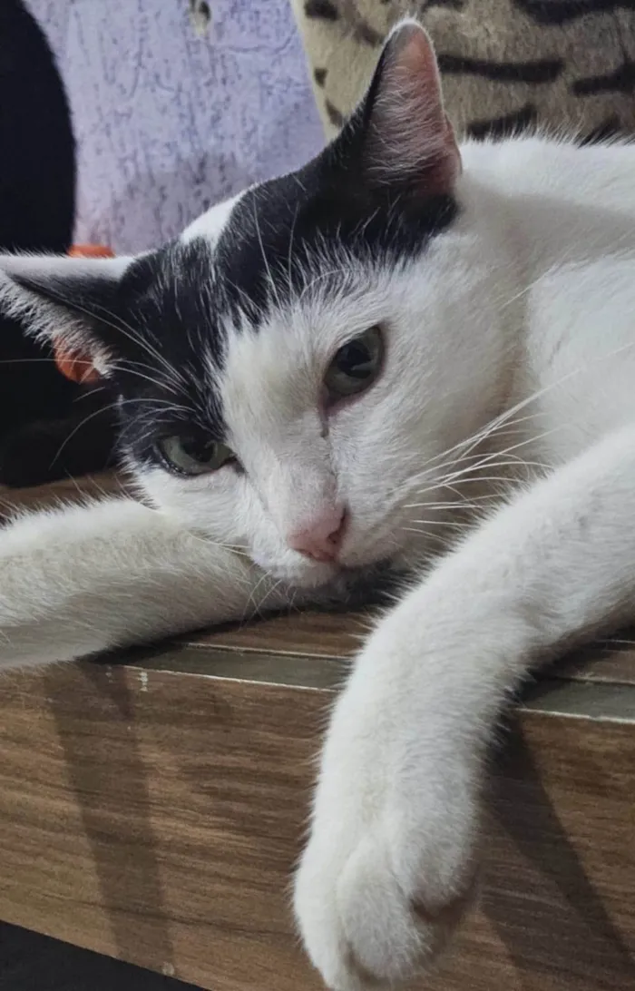 Gato ra a SRD-ViraLata idade 5 anos nome rony