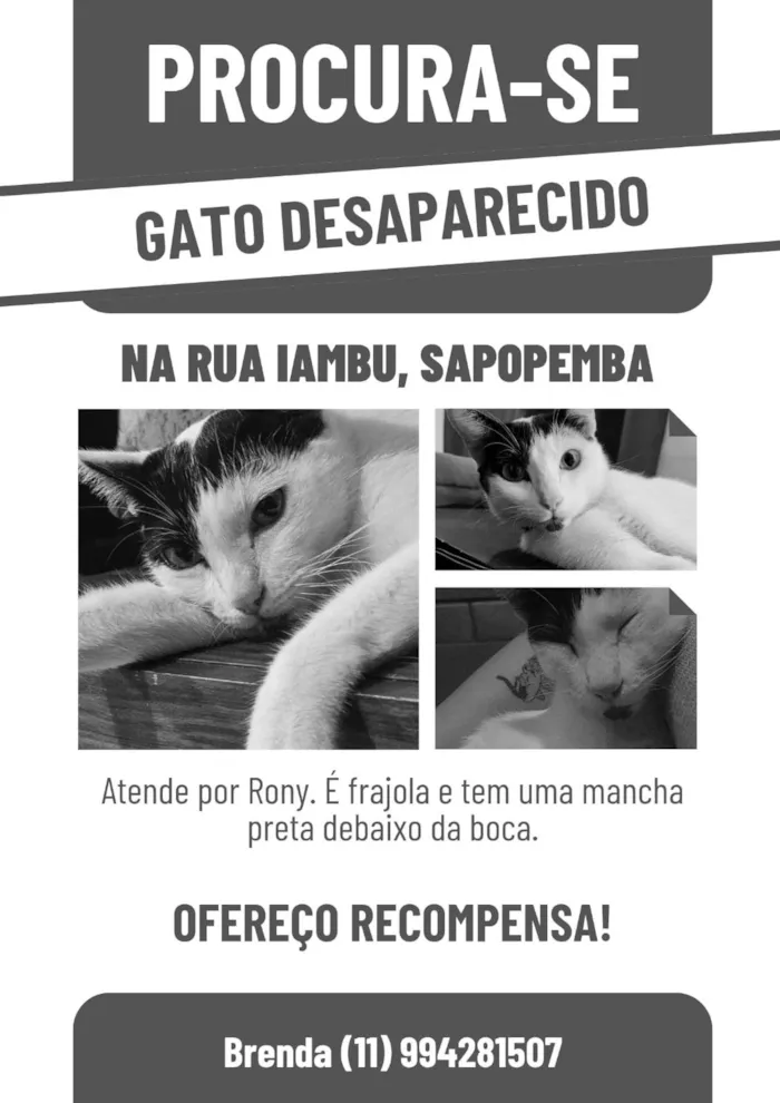 Gato ra a SRD-ViraLata idade 5 anos nome rony