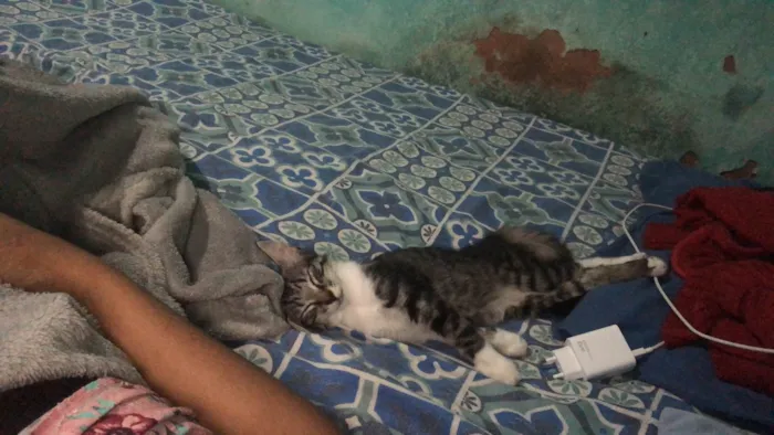 Gato ra a  idade 2 a 6 meses nome Raysa caneja 
