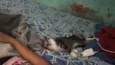 Raysa caneja