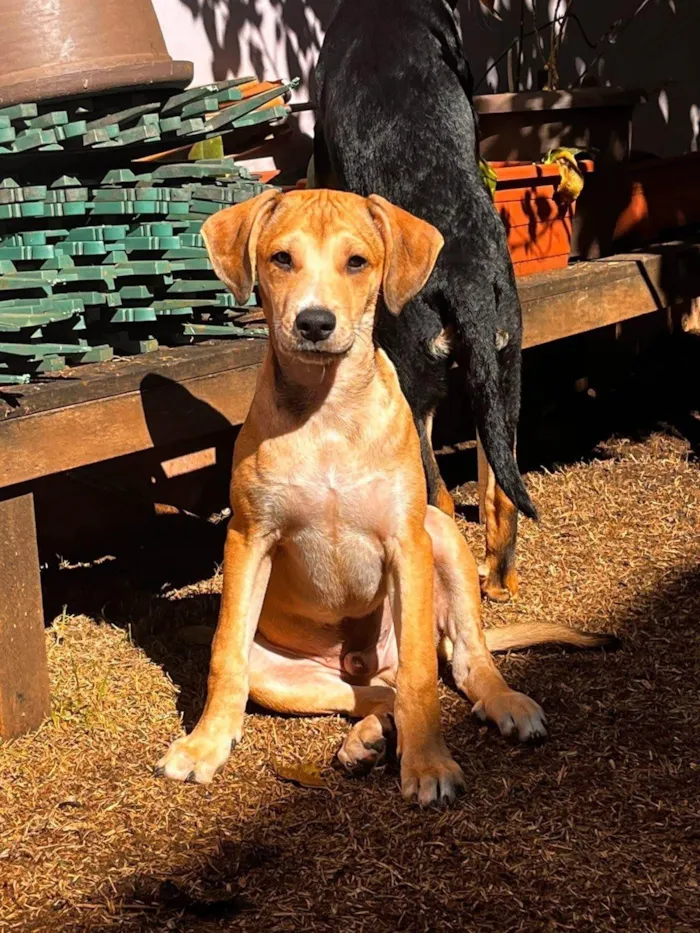 Cachorro ra a SRD-ViraLata idade 2 a 6 meses nome Marquinhos