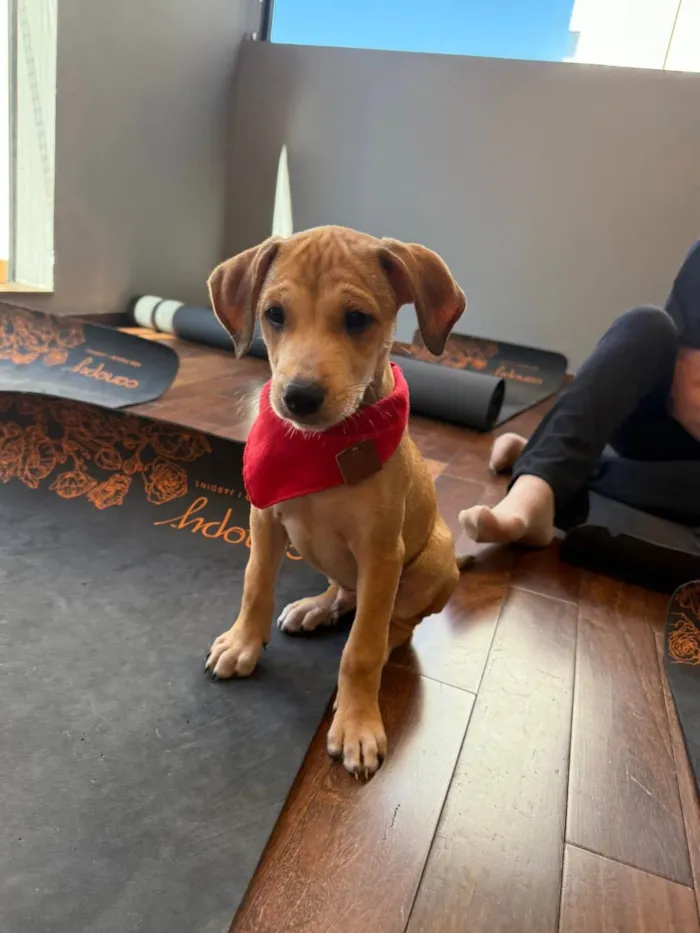 Cachorro ra a SRD-ViraLata idade 2 a 6 meses nome Marquinhos