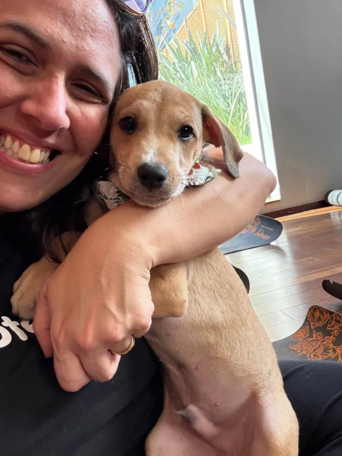 Cachorro ra a SRD-ViraLata idade 2 a 6 meses nome Marquinhos