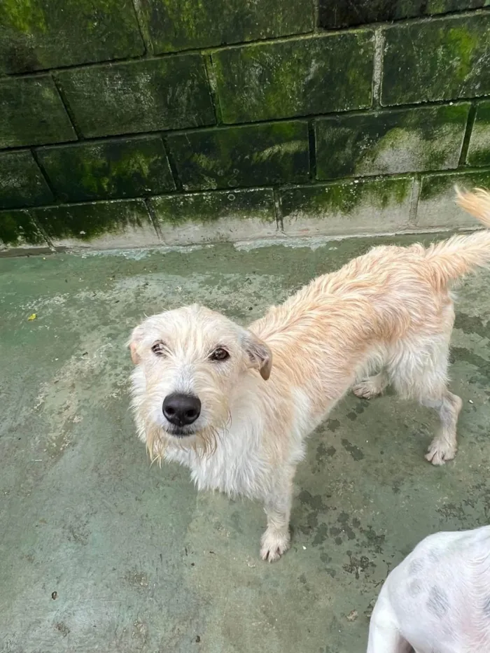 Cachorro ra a SRD-ViraLata idade 2 anos nome Eskibon