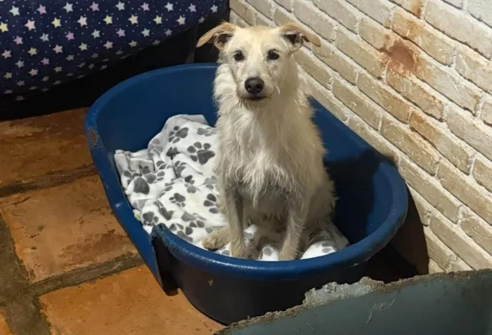 Cachorro ra a SRD-ViraLata idade 2 anos nome Eskibon
