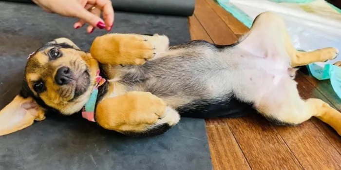 Cachorro ra a SRD-ViraLata idade 2 a 6 meses nome Mariangela