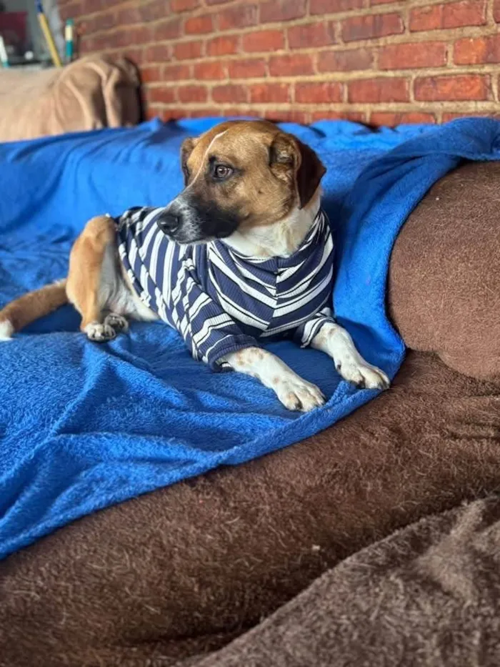 Cachorro ra a SRD-ViraLata idade 3 anos nome Leandro 