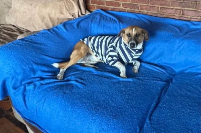 Cachorro ra a SRD-ViraLata idade 3 anos nome Leandro 