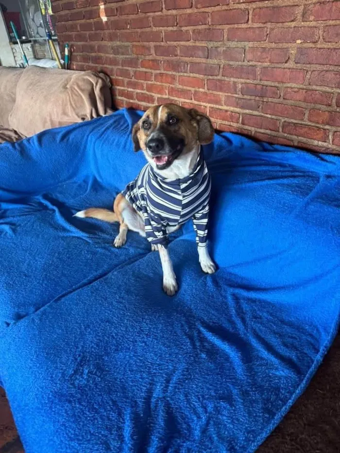 Cachorro ra a SRD-ViraLata idade 3 anos nome Leandro 