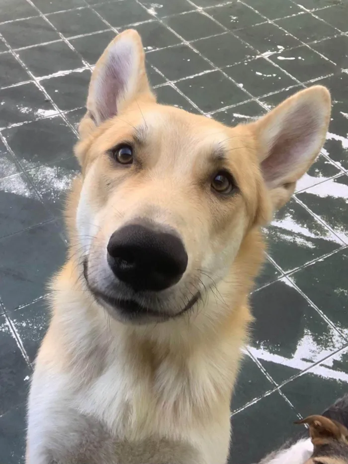 Cachorro ra a SRD-ViraLata idade 2 anos nome João Grandão 