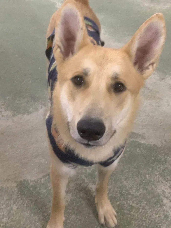 Cachorro ra a SRD-ViraLata idade 2 anos nome João Grandão 