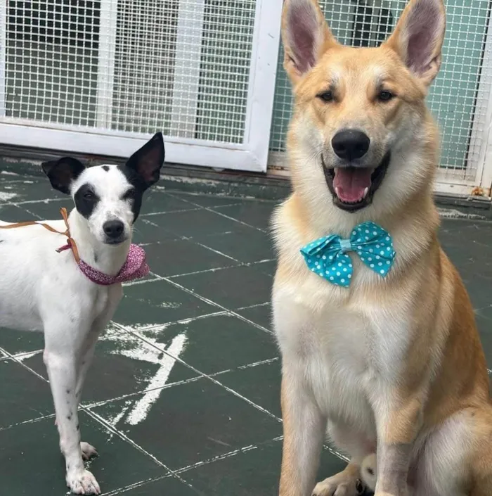 Cachorro ra a SRD-ViraLata idade 2 anos nome João Grandão 