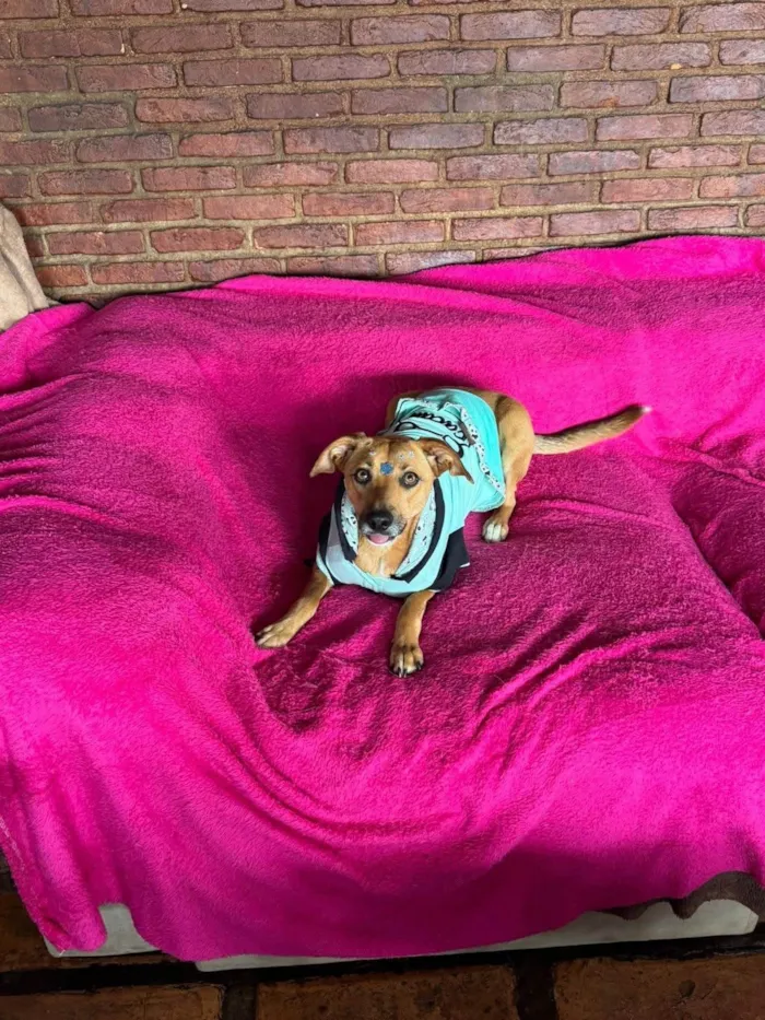 Cachorro ra a SRD-ViraLata idade 1 ano nome Nina 