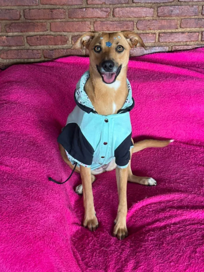 Cachorro ra a SRD-ViraLata idade 1 ano nome Nina 