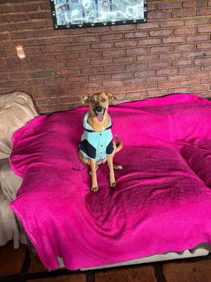 Cachorro ra a SRD-ViraLata idade 1 ano nome Nina 