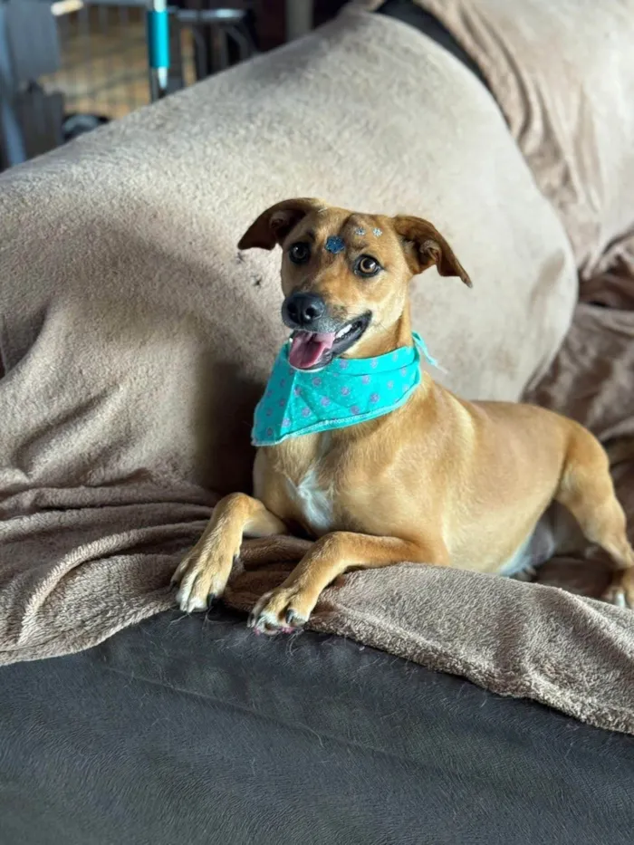 Cachorro ra a SRD-ViraLata idade 1 ano nome Nina 