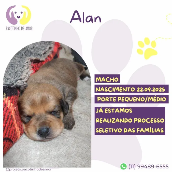 Cachorro ra a SRD-ViraLata idade Abaixo de 2 meses nome Alan