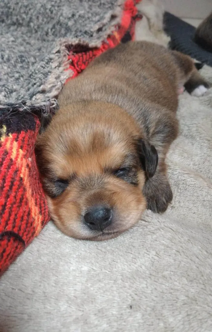 Cachorro ra a SRD-ViraLata idade Abaixo de 2 meses nome Alan