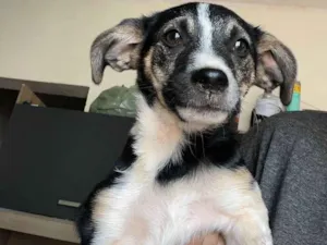 Cachorro raça SRD-ViraLata idade 2 a 6 meses nome Luke e Leia. 