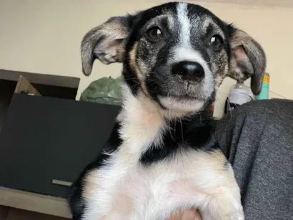 Cachorro raça SRD-ViraLata idade 2 a 6 meses nome Luke e Leia. 