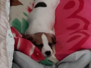 Cachorro raça SRD-ViraLata idade 2 a 6 meses nome Nina