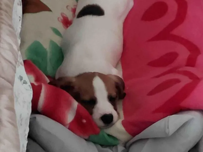 Cachorro ra a SRD-ViraLata idade 2 a 6 meses nome Nina
