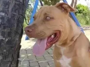 Cachorro raça Pit-Bull idade 1 ano nome Zeus