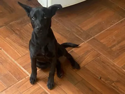 Cachorro raça SRD-ViraLata idade 2 a 6 meses nome Apolo