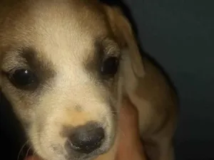 Cachorro raça SRD-ViraLata idade Abaixo de 2 meses nome Laila