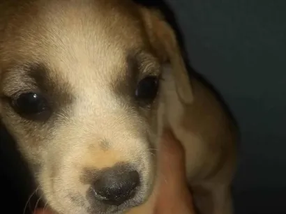 Cachorro raça SRD-ViraLata idade Abaixo de 2 meses nome Laila