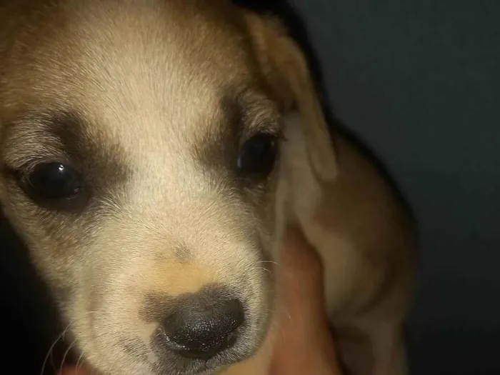 Cachorro ra a SRD-ViraLata idade Abaixo de 2 meses nome Laila