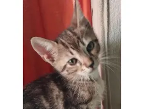 Gato raça SRD-ViraLata idade 2 a 6 meses nome Cadu 